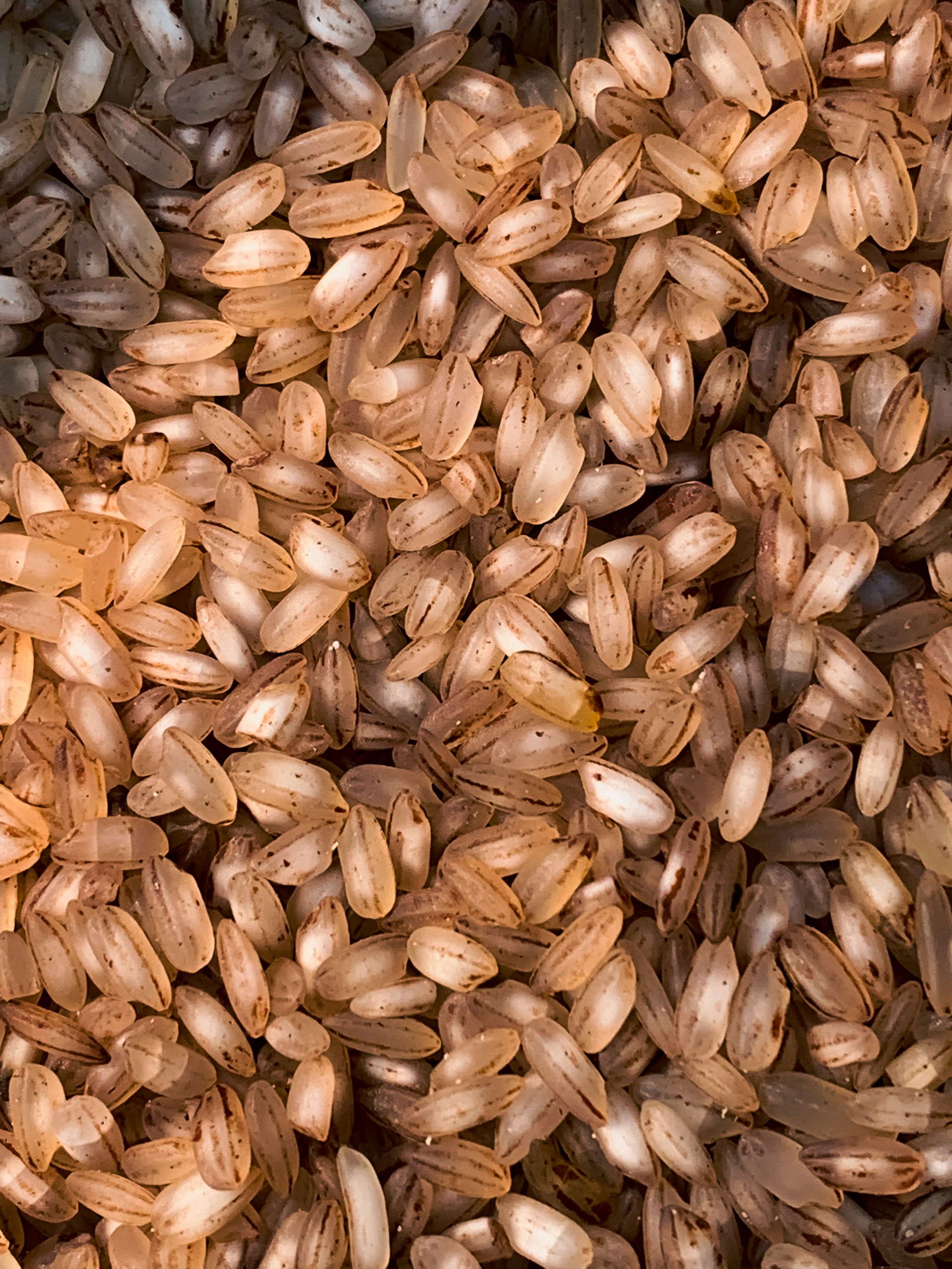 a close up of a pile of seeds