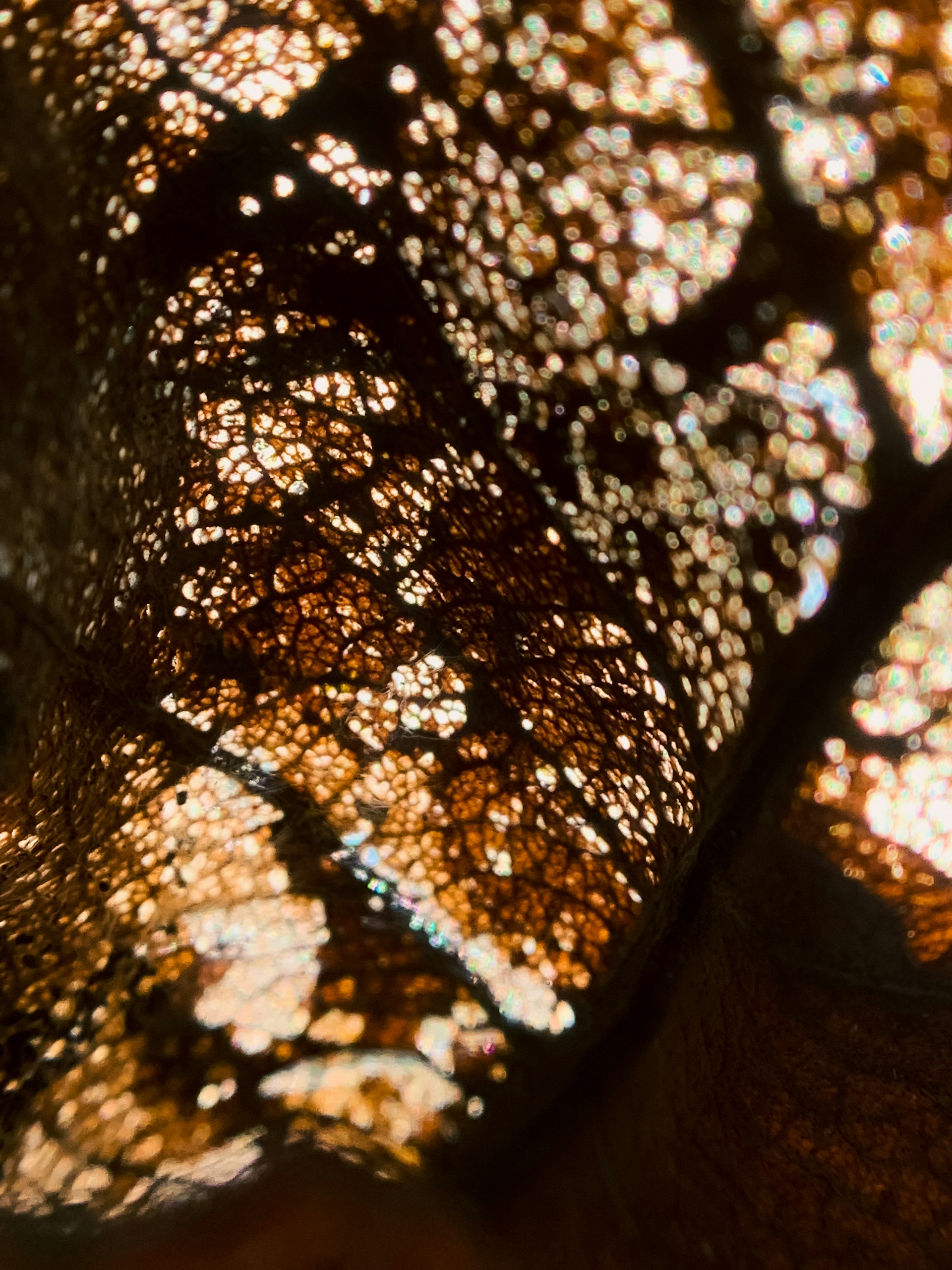 A close-up of nature’s textures, focusing on the delicate patterns of a leaf in morning light.