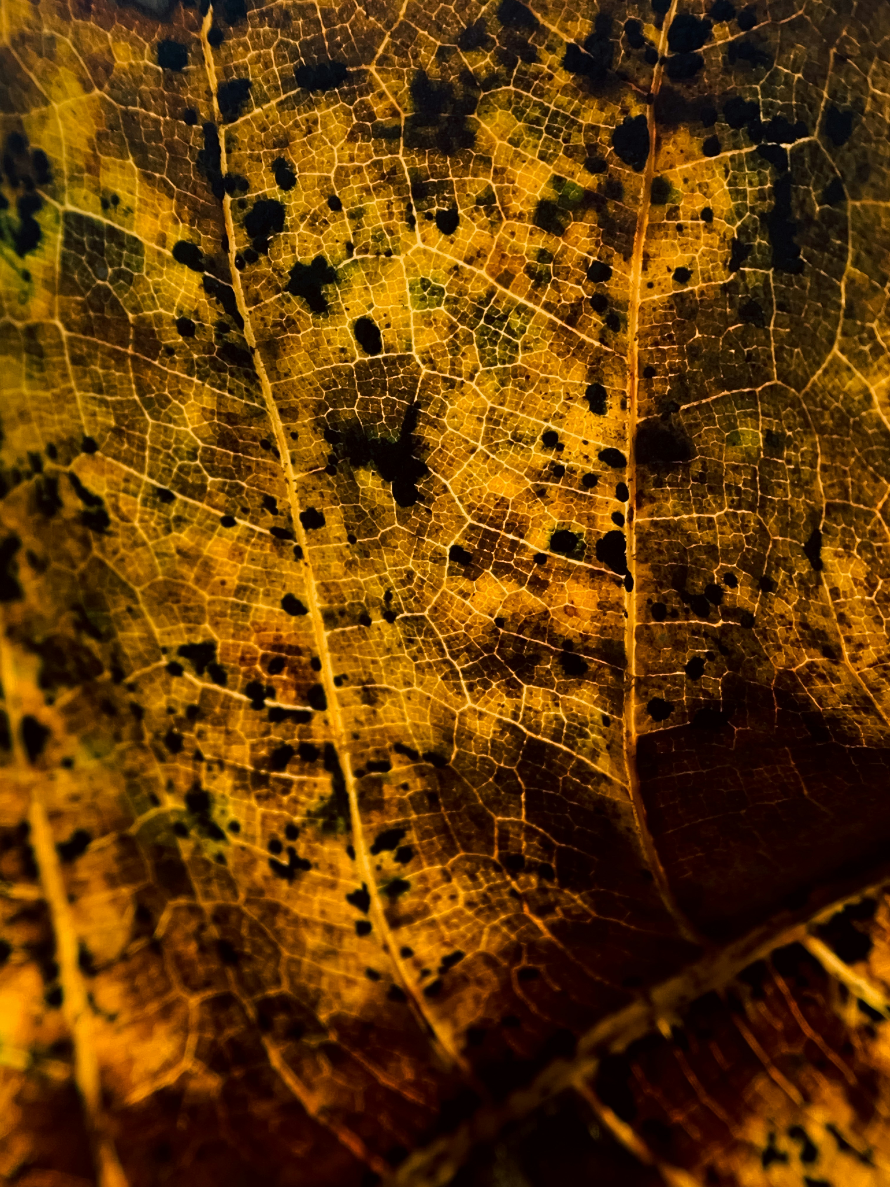 a close up of a leaf with spots on it