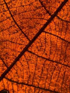 A close-up view of a leaf, displaying its intricate vein pattern against an orange background. The veins are dark and form a complex network throughout the leaf, highlighting its natural texture and structure.