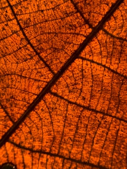 A close-up view of a leaf, displaying its intricate vein pattern against an orange background. The veins are dark and form a complex network throughout the leaf, highlighting its natural texture and structure.