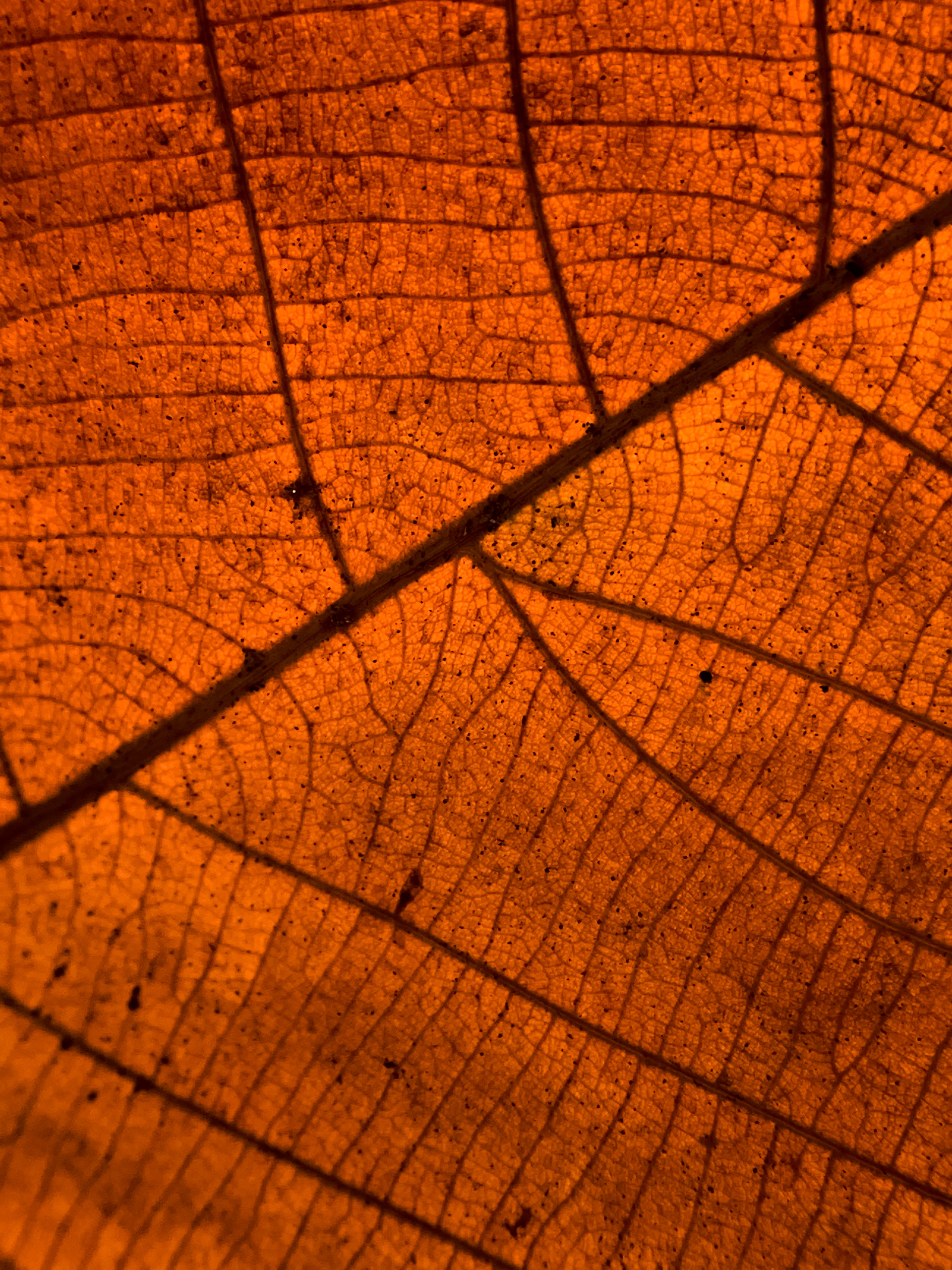 Close-up of delicate textures on an autumn leaf, highlighting intricate veins.