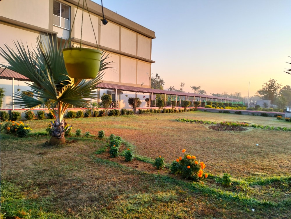 a large building with a palm tree in front of it