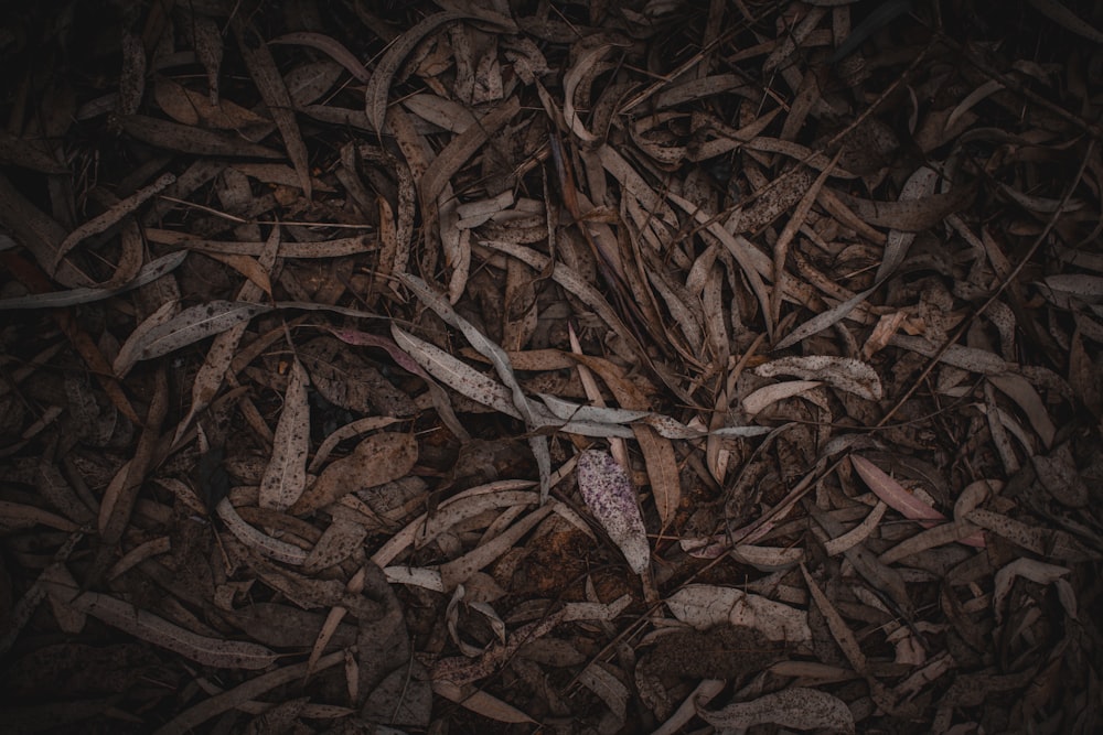 a close up of a bunch of leaves on the ground