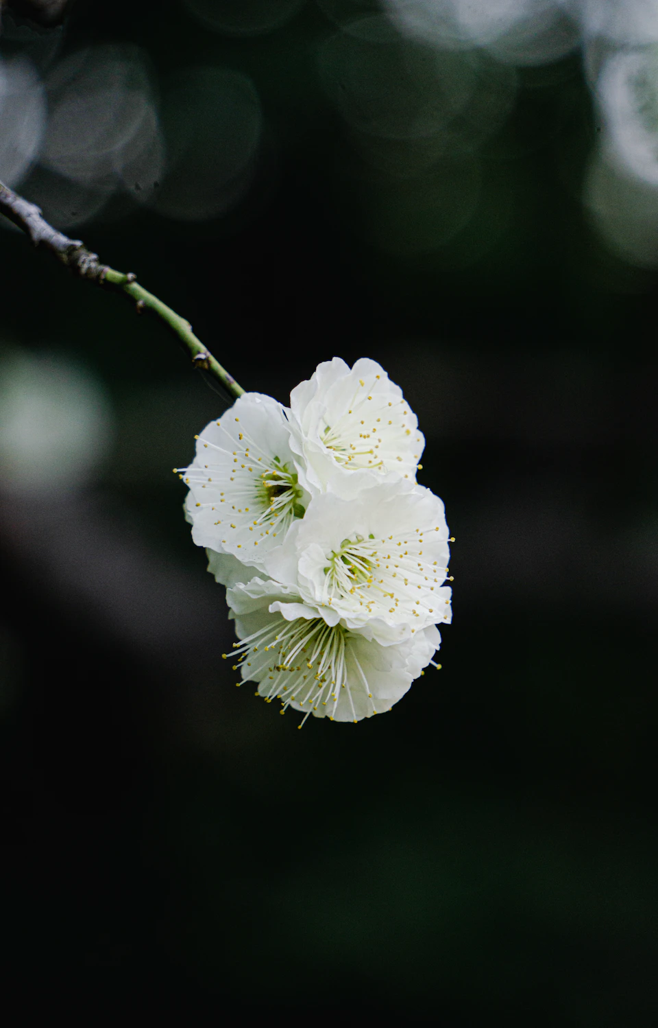 Japanese plum (ume) blossoms in close-up: pale pink and white petals against a bare branch with delicate pink anthers visible, signature of February in Tokyo gardens