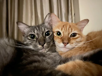 A heartwarming moment of a cat and dog cuddling, showing the bonds formed through rescue and rehabilitation.