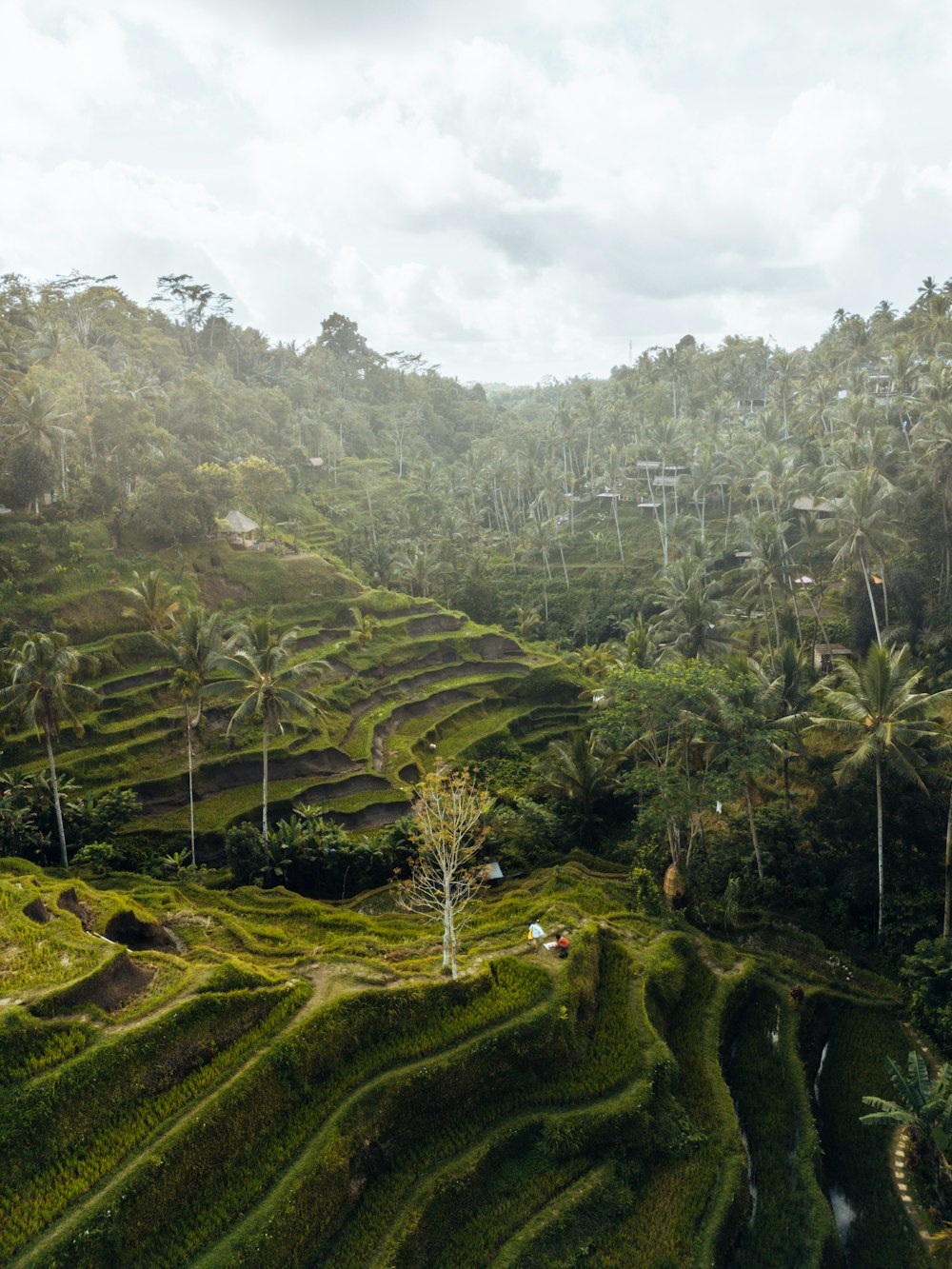 a lush green hillside covered in lots of trees