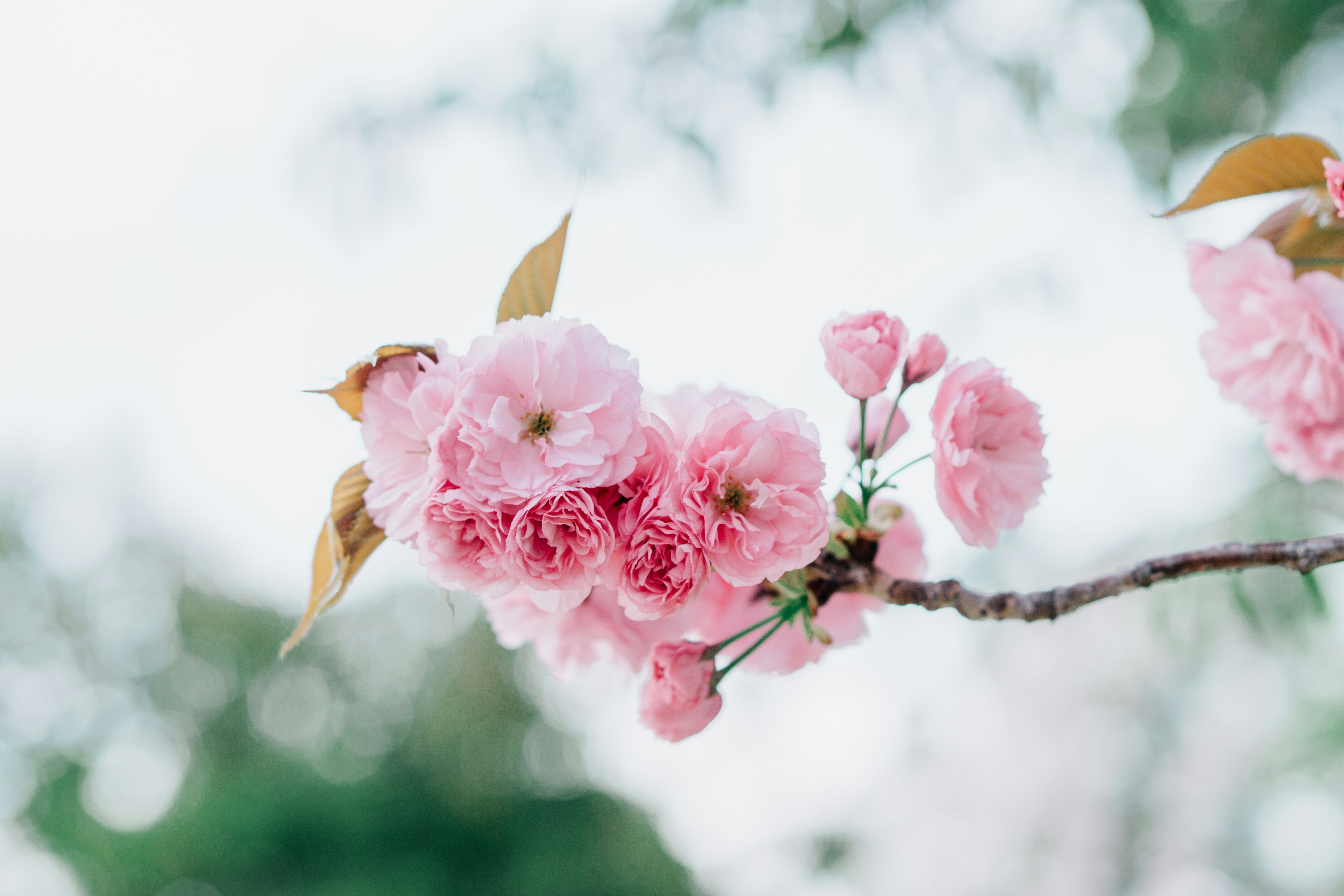 Photo by dianainjapan