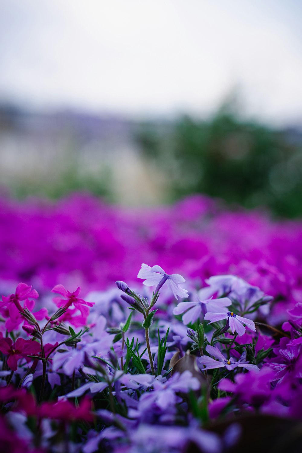 a field of purple flowers with a sky background