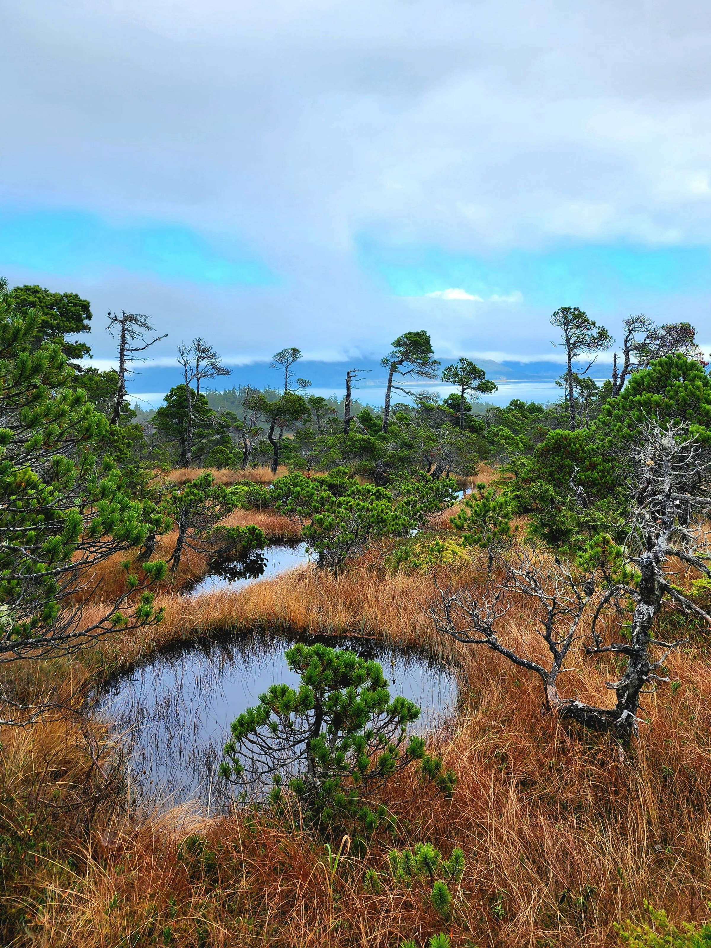 a small pond surrounded by tall grass and trees