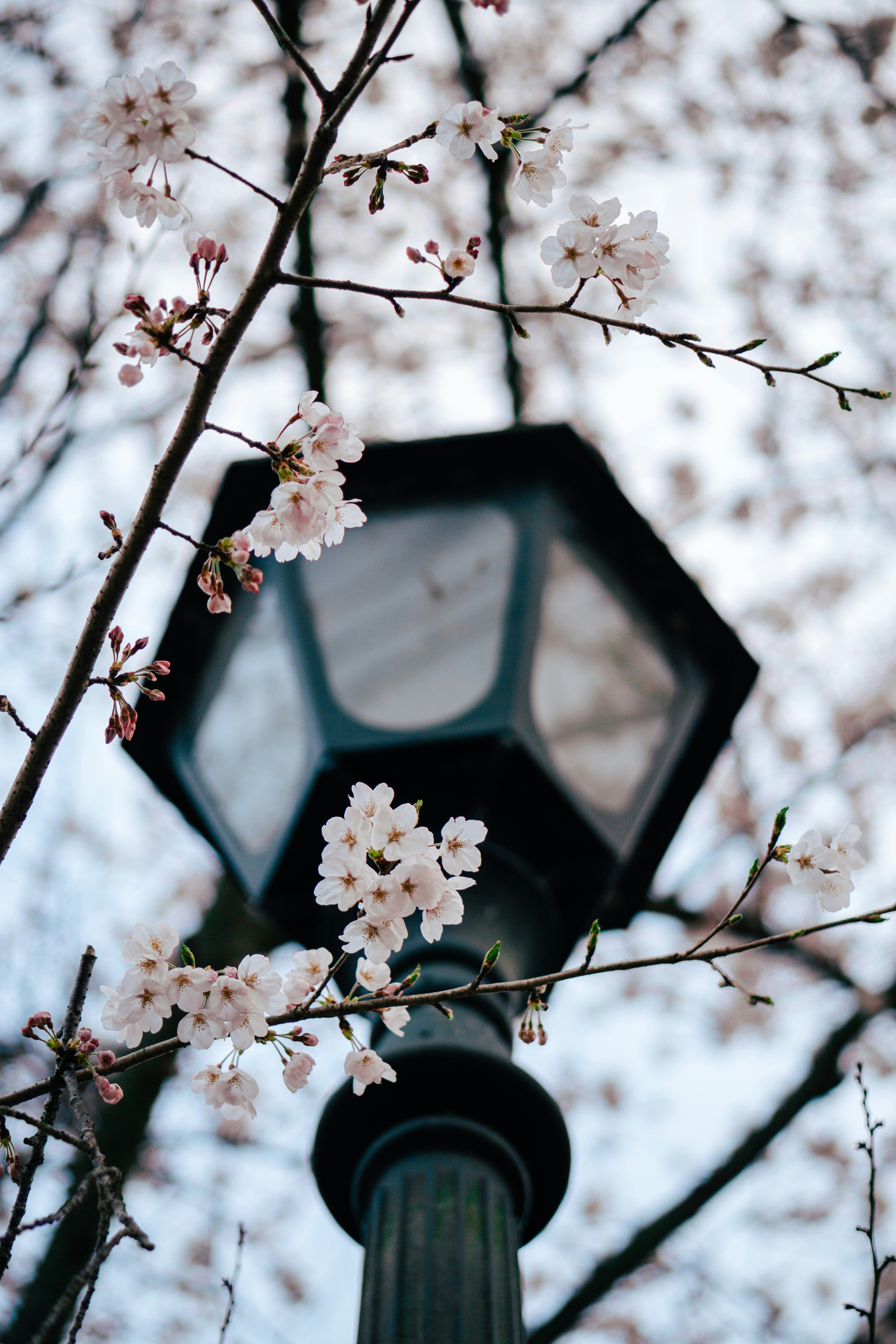 Photo by dianainjapan