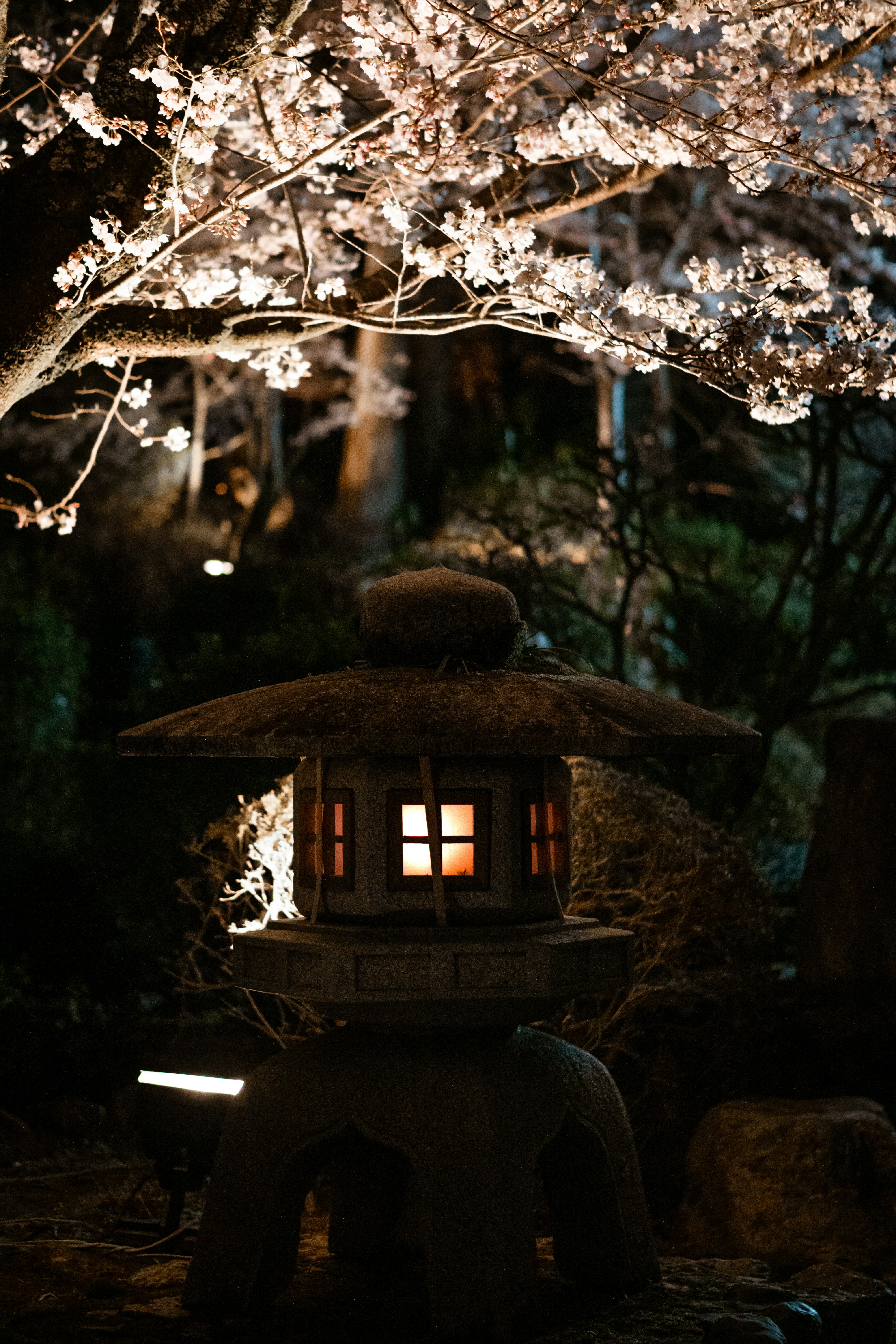 Kyoto at Night - Magical Temples