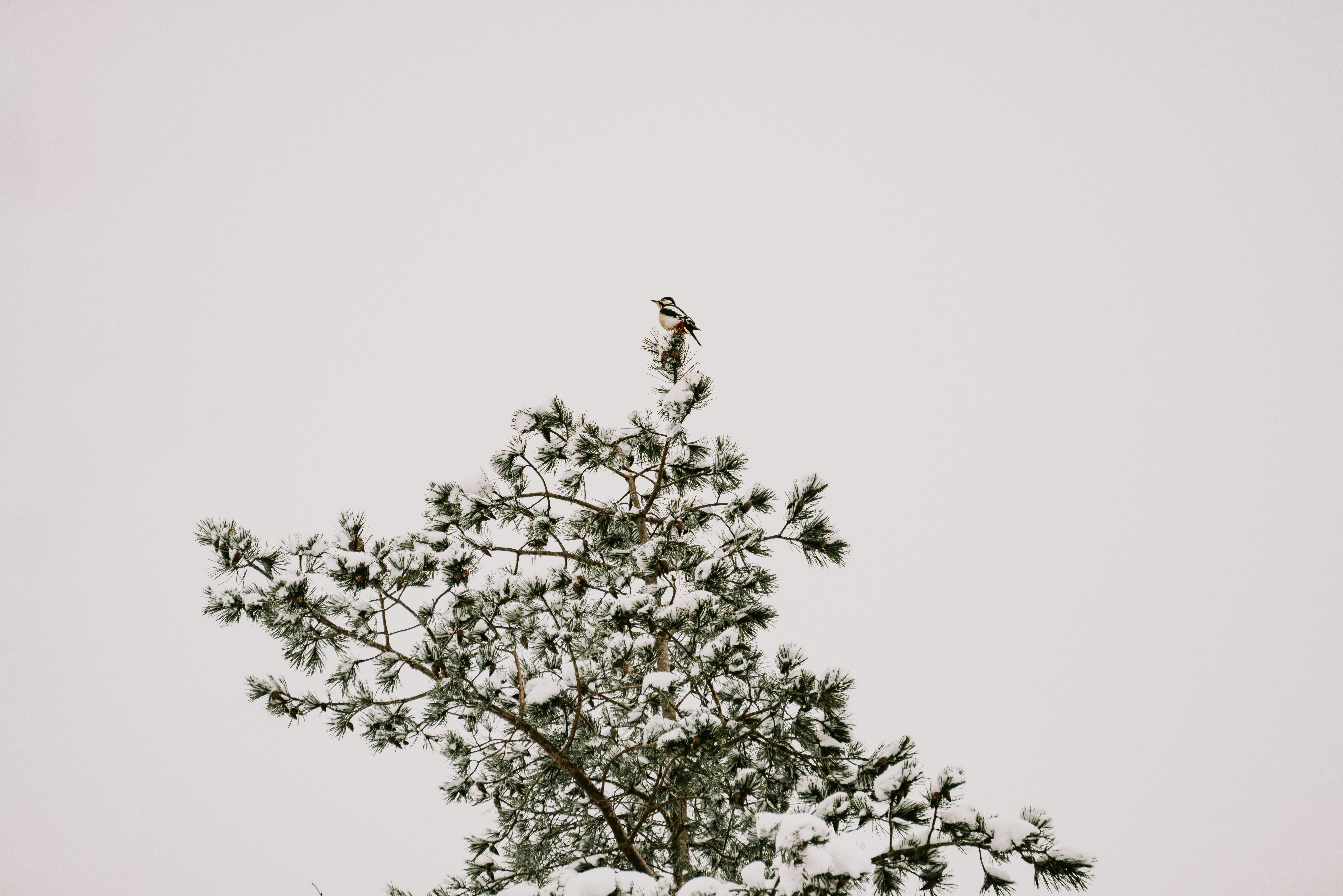 Photo by anitaaustvika