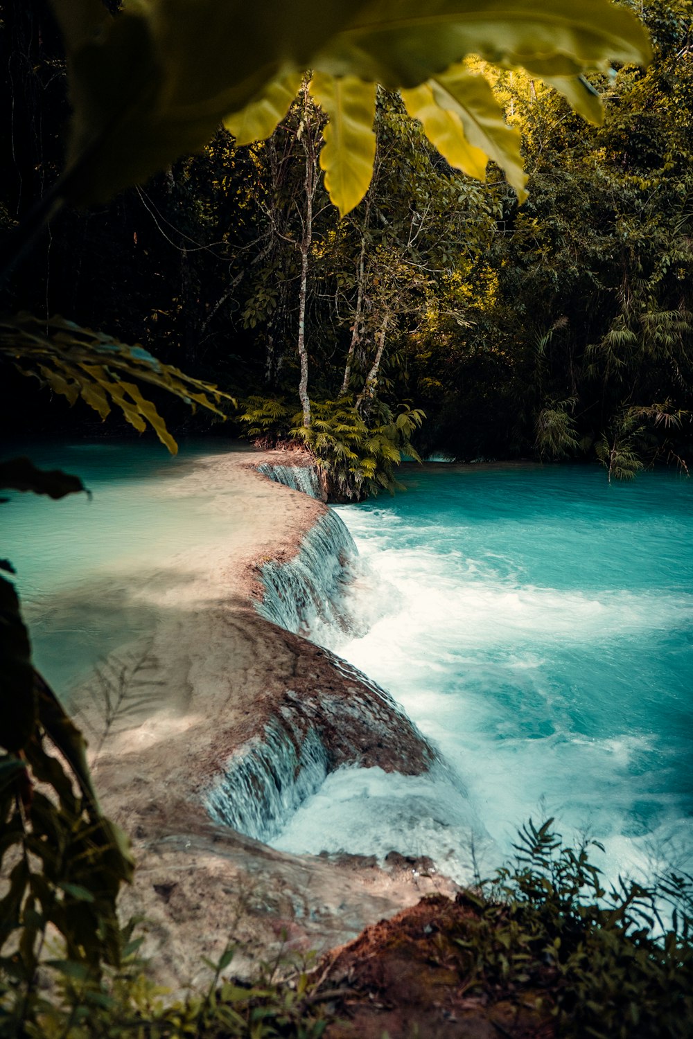 a river running through a lush green forest