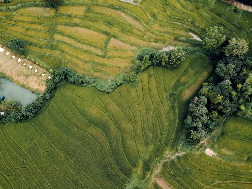 an aerial view of a green rice field