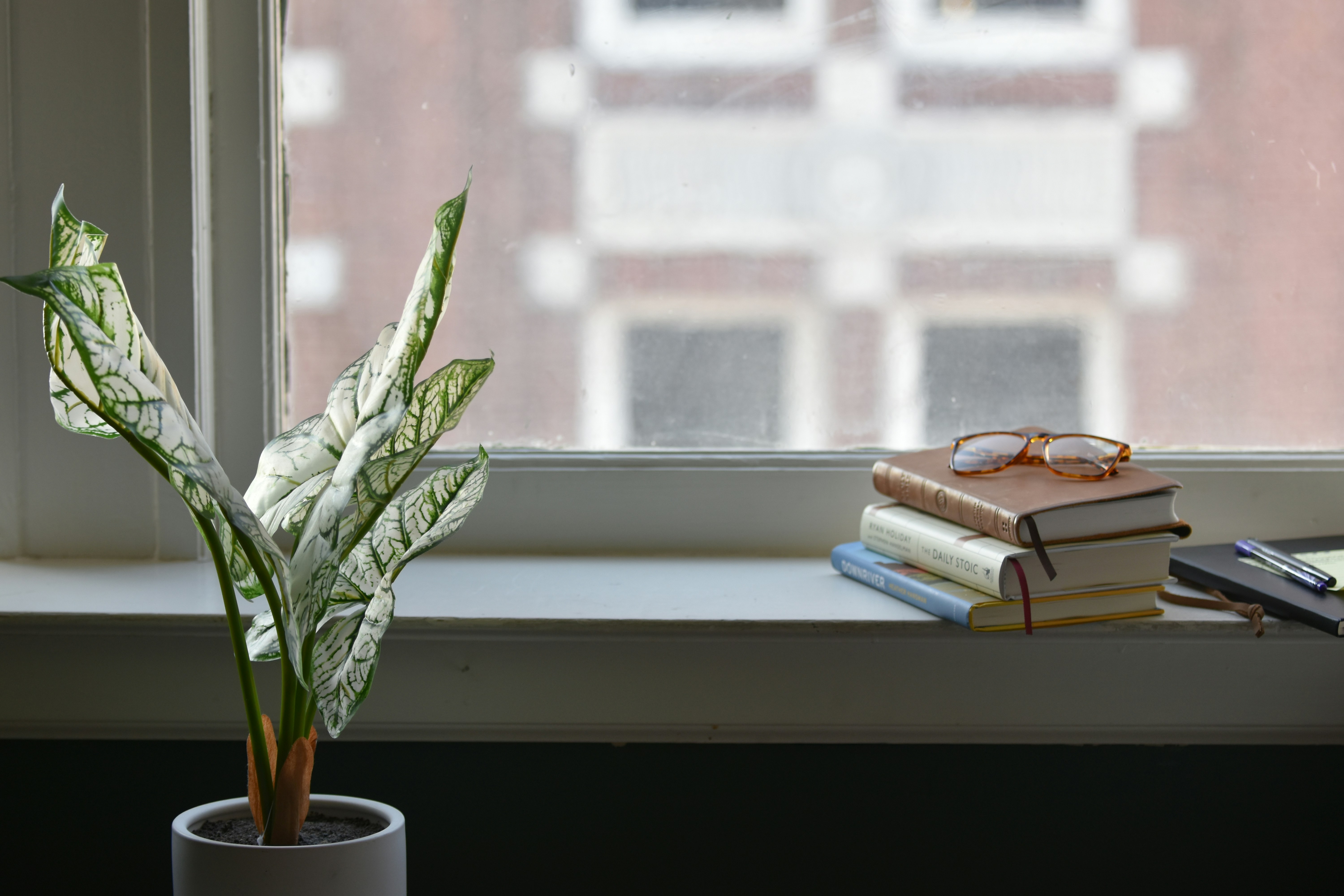 A potted plant sitting on top of a window sill photo – Free Urban Image ...