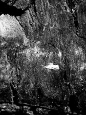 A close-up view of a textured surface that appears to be wood or bark. The image is black and white, highlighting the intricate patterns and roughness of the material. A small area of lighter shading is visible, possibly due to uneven lighting or natural variations in the material.