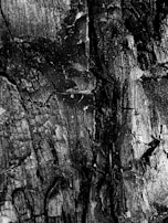 Charred wood texture featuring deep grooves and cracks. The surface appears rough and uneven, with varying shades of black and gray.