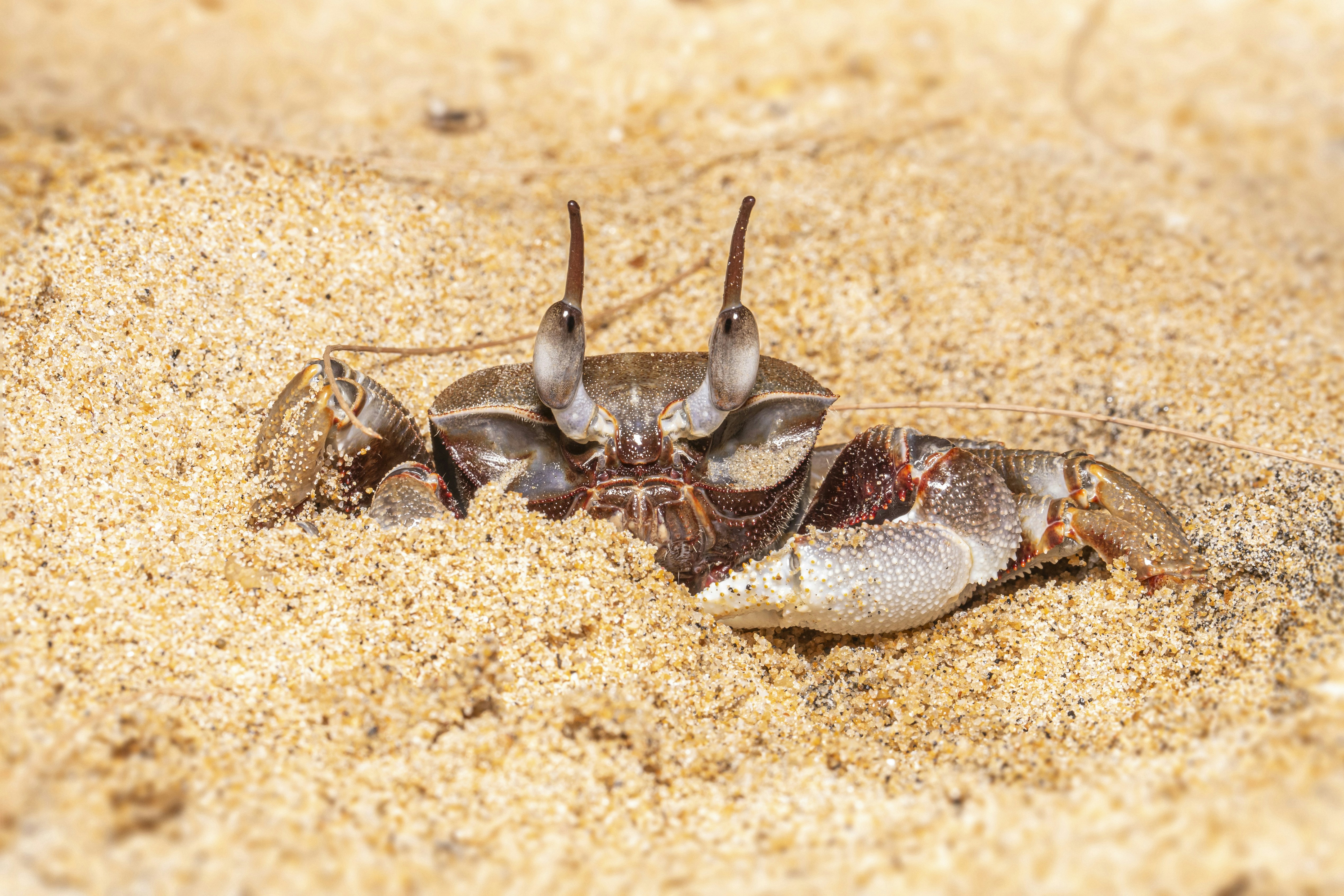 A close up of a bug in the sand photo Free Phangnga Image on Unsplash