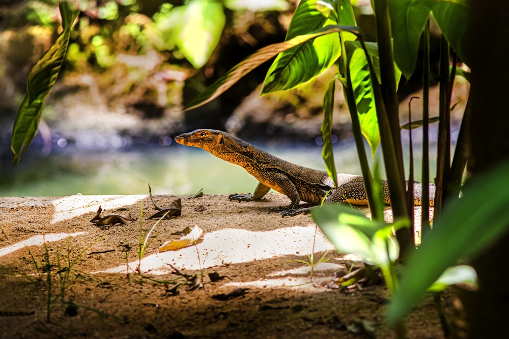 a lizard sitting on a rock next to a river