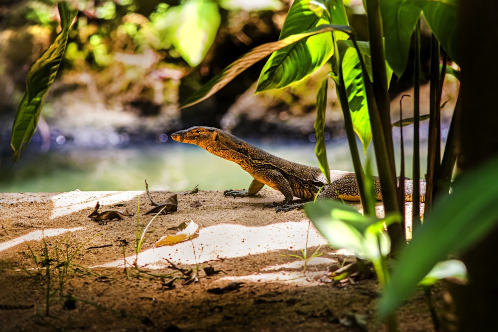 um lagarto sentado em uma rocha ao lado de um rio
