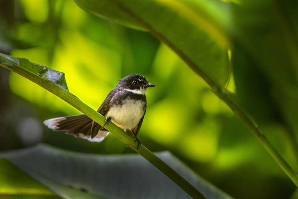 um pequeno pássaro sentado em cima de uma planta verde