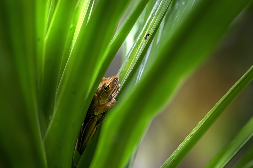 a small lizard sitting on top of a green plant