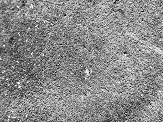 Abstract microscopic texture in grayscale, evoking data layers under scrutiny.