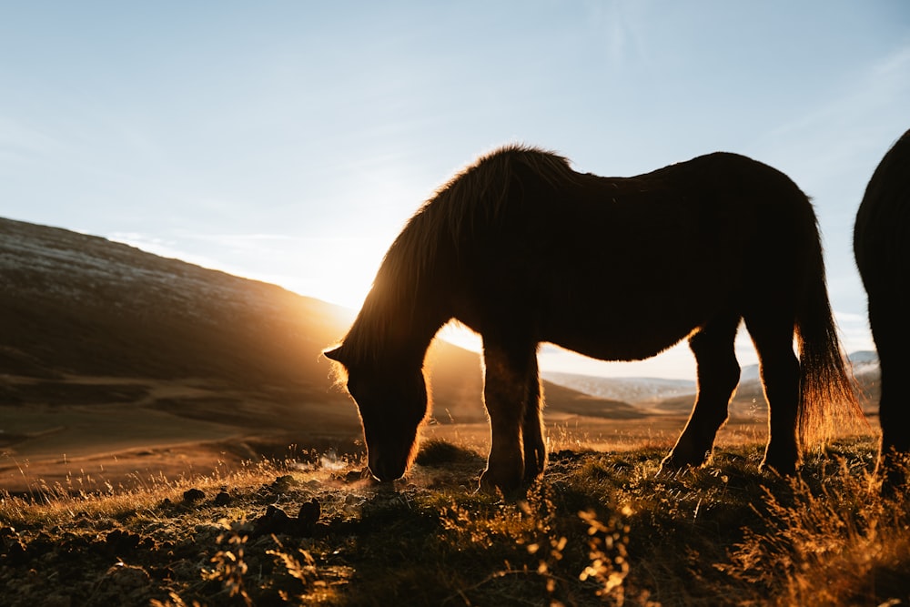 a horse grazing in a field at sunset