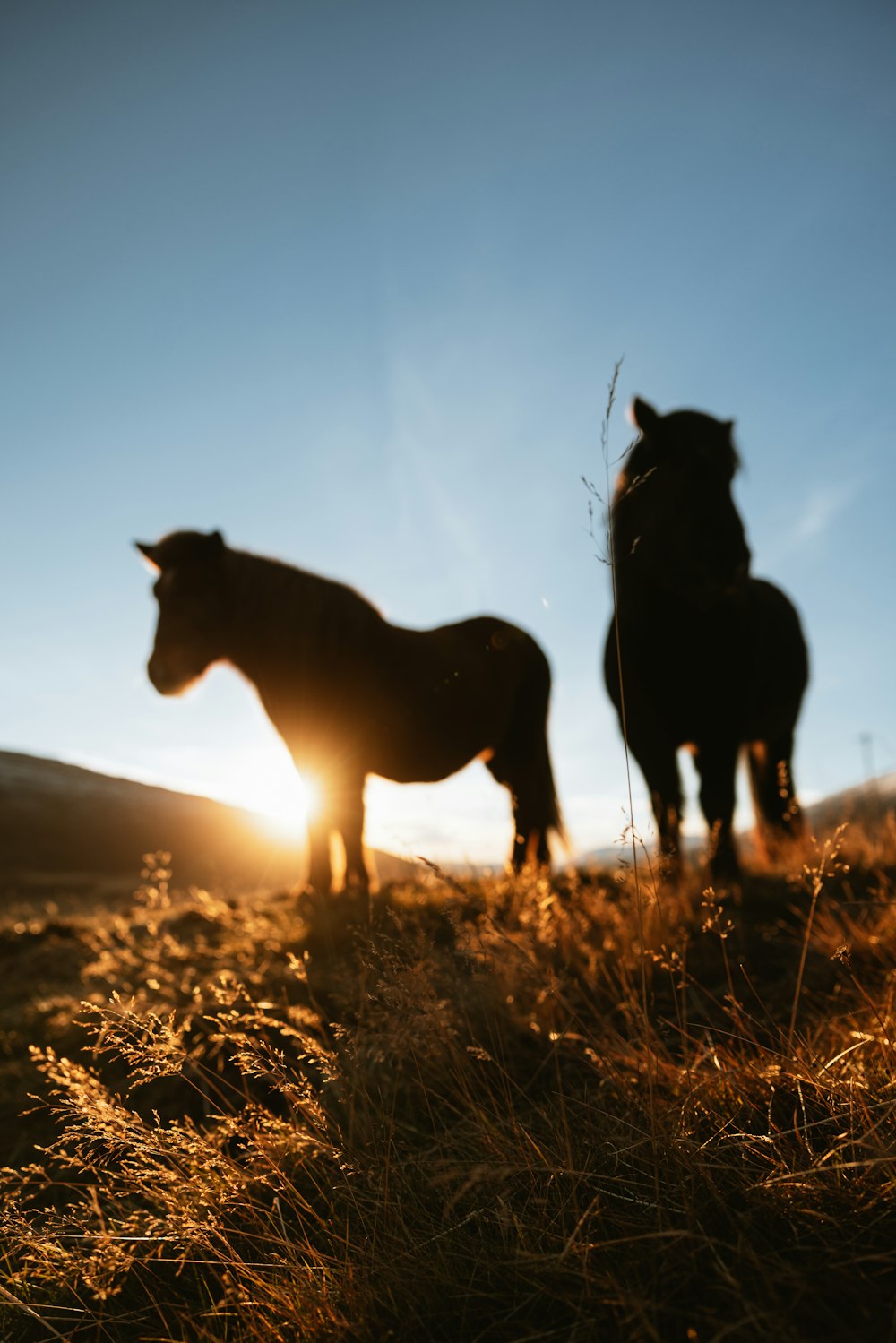 a couple of horses that are standing in the grass