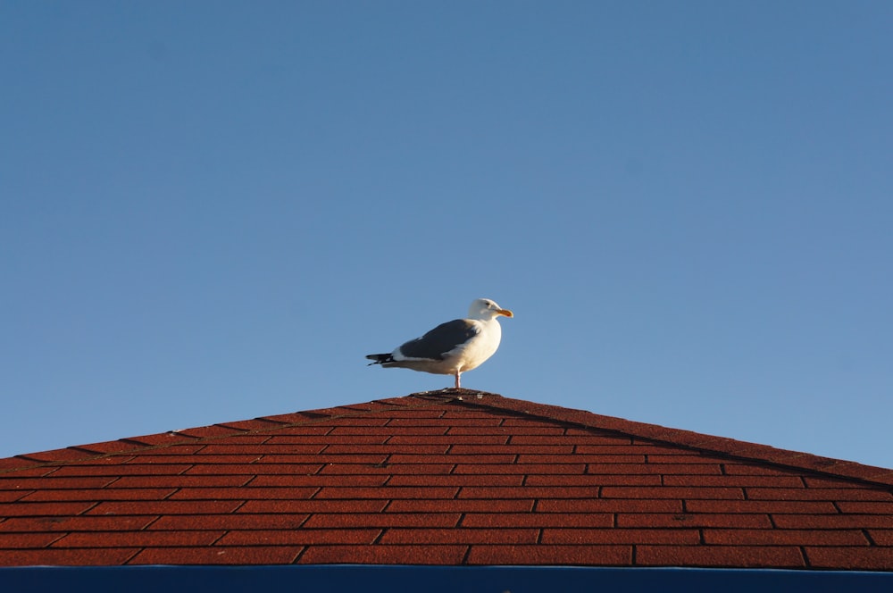 a seagull sitting on top of a red roof