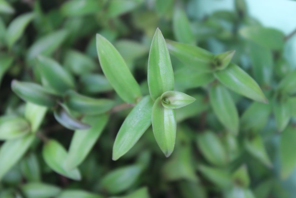 a close up of a plant with green leaves