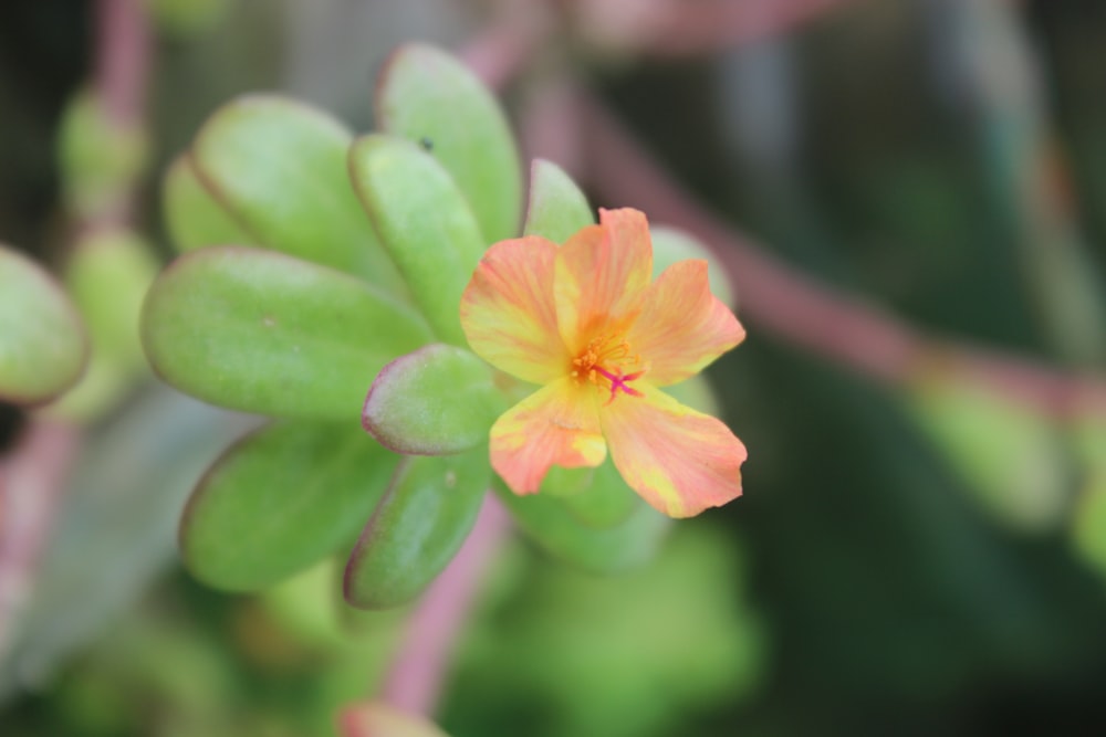 a close up of a flower with a blurry background