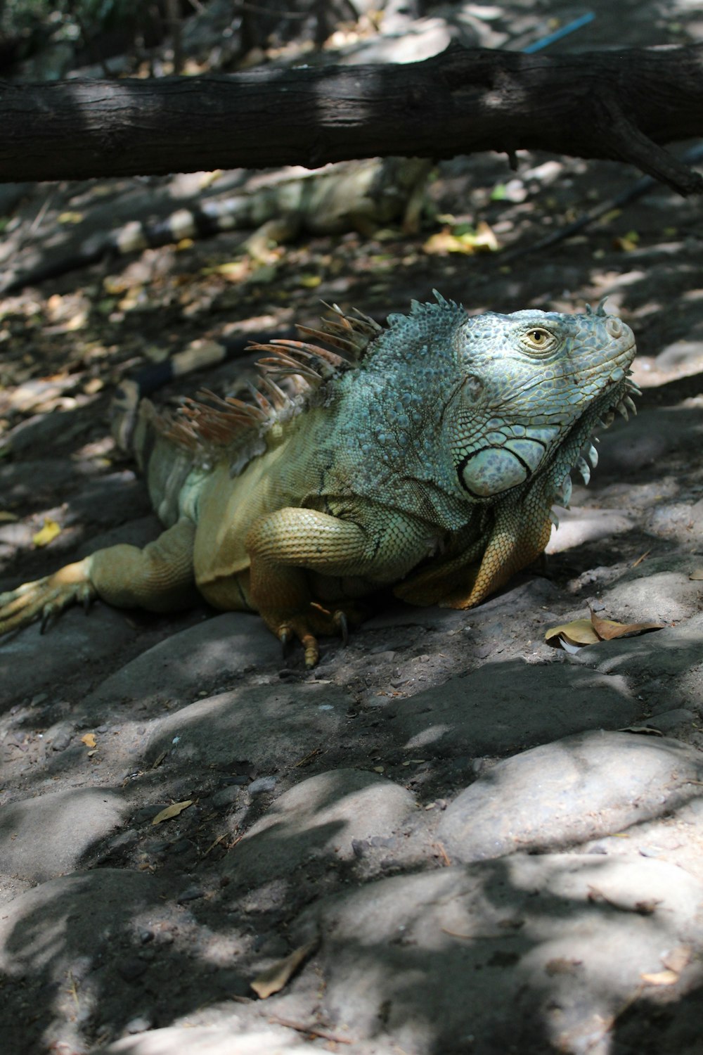 an iguana sitting on the ground under a tree