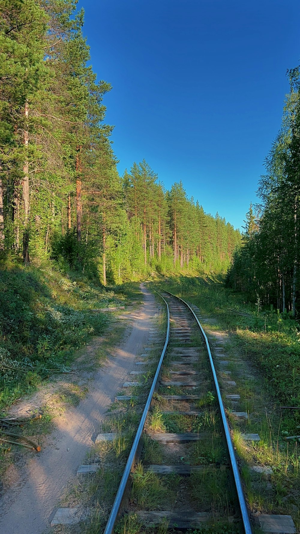 a train track in the middle of a forest