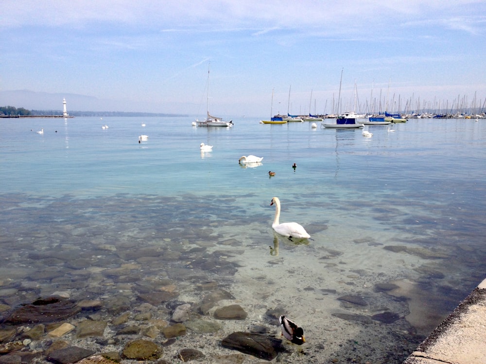 a swan is swimming in the clear blue water