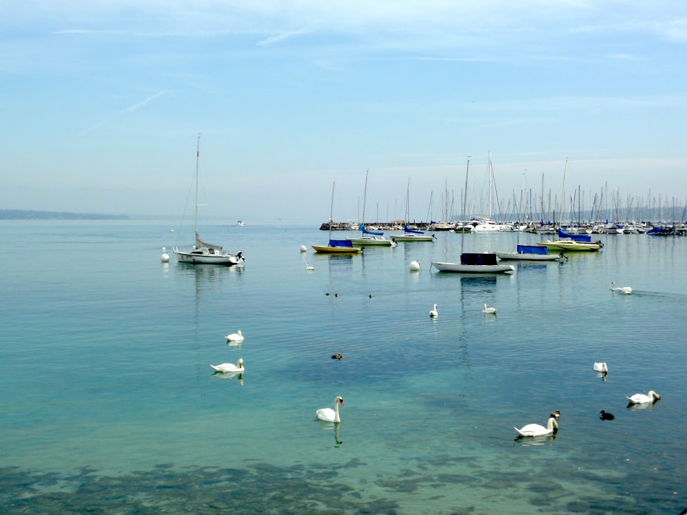 un tas de bateaux qui sont dans l’eau