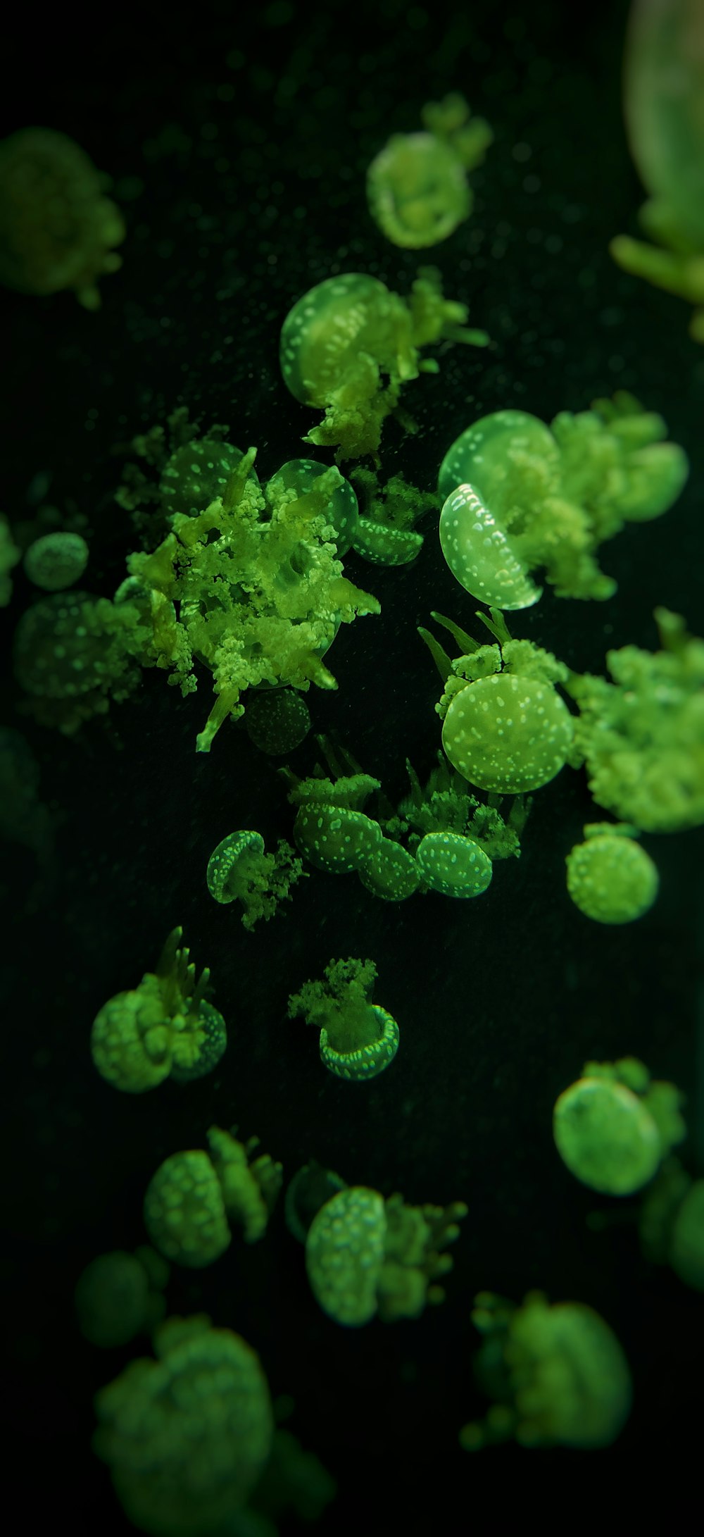 Un grupo de algas verdes flotando en un tanque