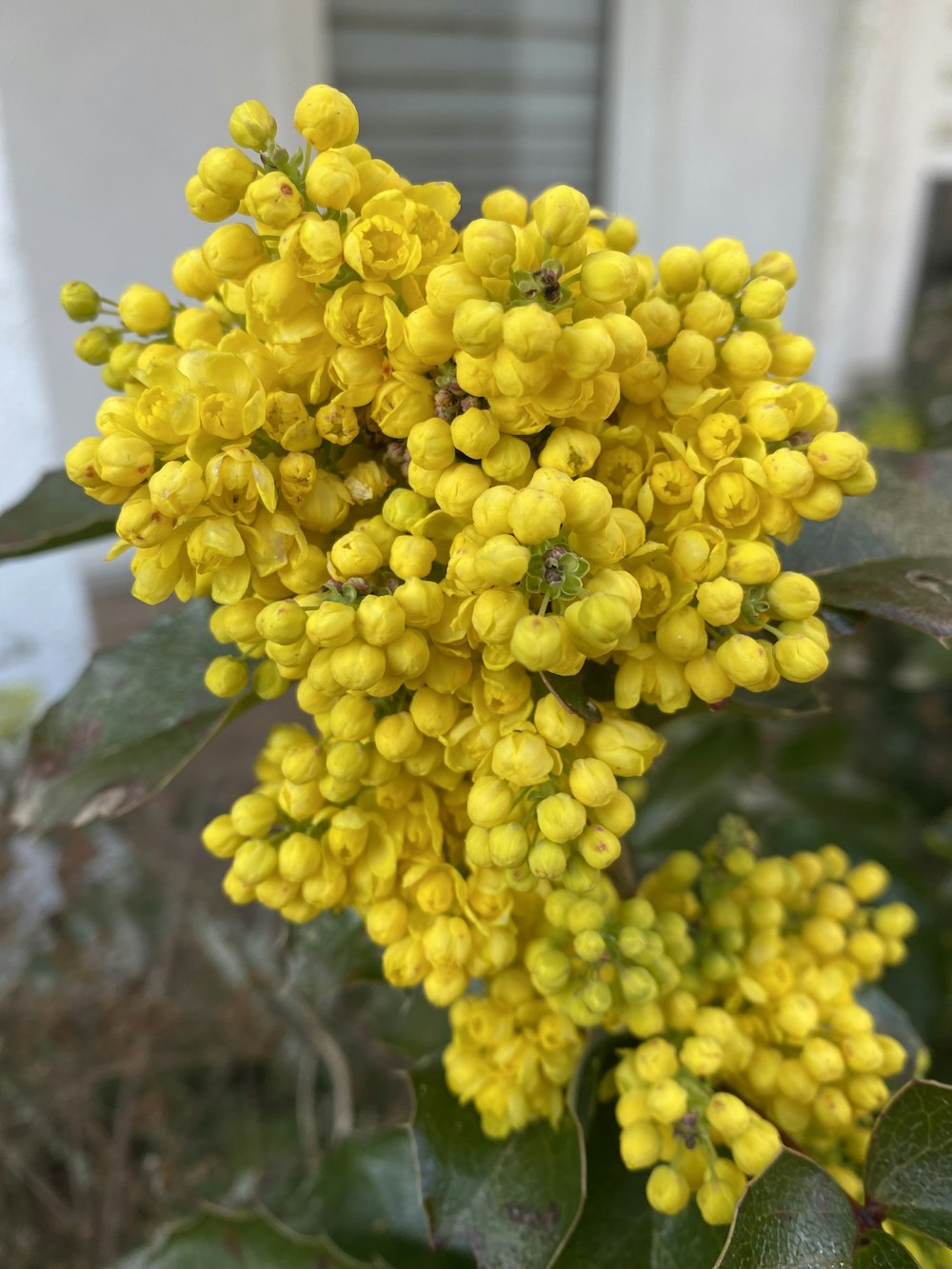 a close up of a bunch of yellow flowers