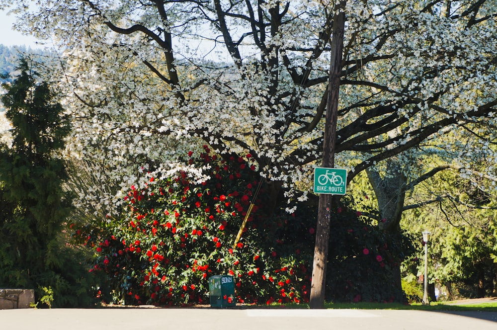 a street sign in front of a flowering tree
