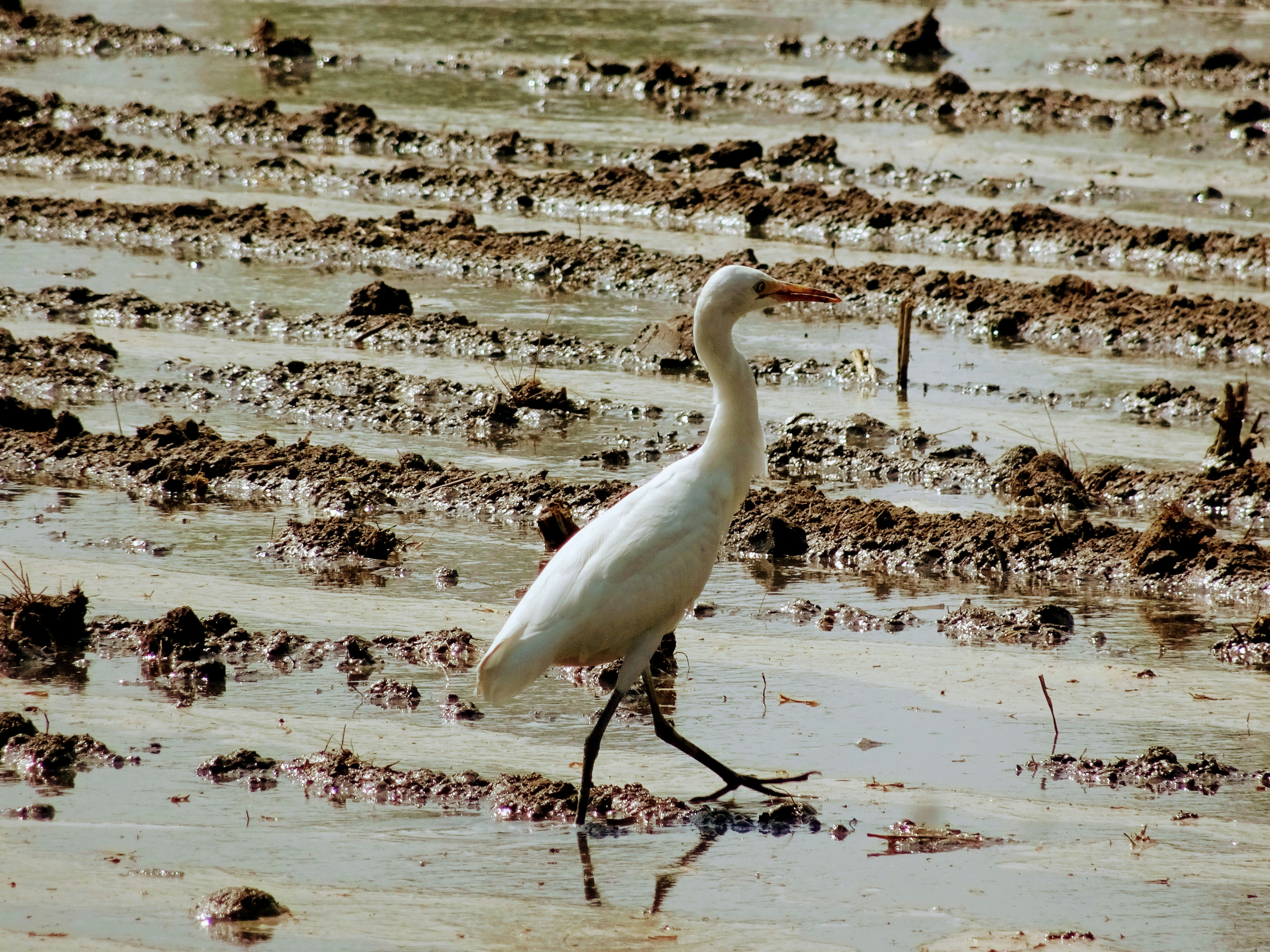 Photo by nishantchaudhary