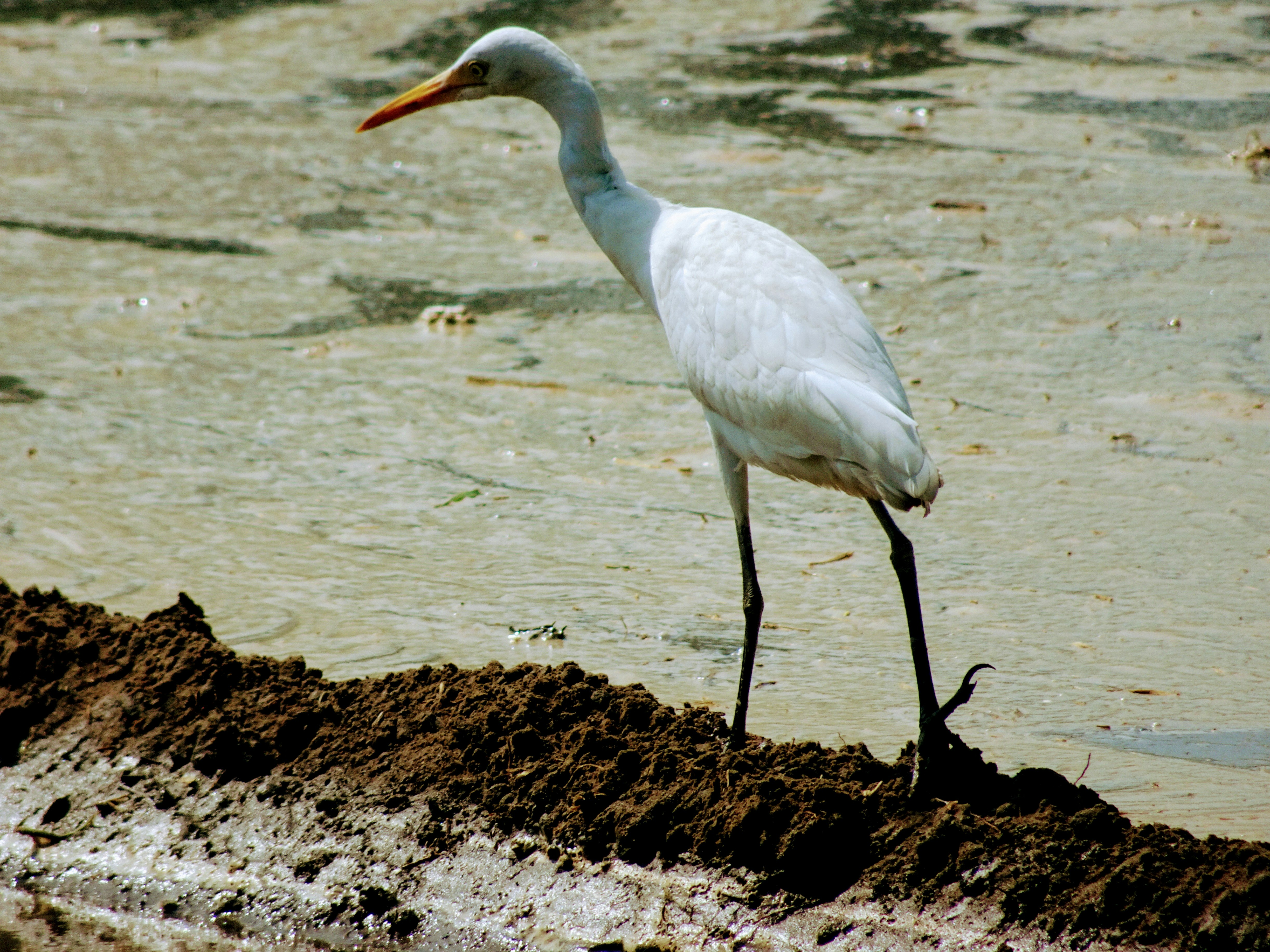 Photo by nishantchaudhary