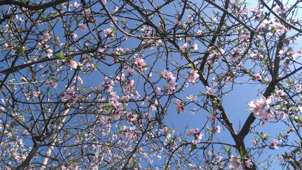 a tree with lots of pink flowers on it