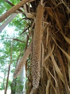 Close-up of fresh millet grains spilling from a rustic sack.