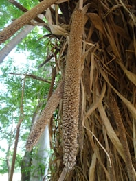 A close-up of a cluster of dried millet stalks with a dense spike of seeds. The stalks are long and slender, with a rough texture. In the background, there are green leafy trees.