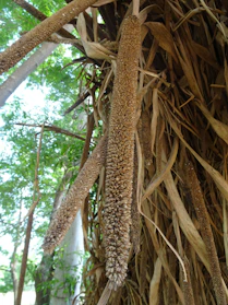 Bundles of finger millets (ragi) and little millets (samalu) freshly harvested in tribal fields.