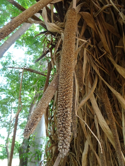 Freshly harvested finger millet stalks drying under the sun in a traditional village setting.