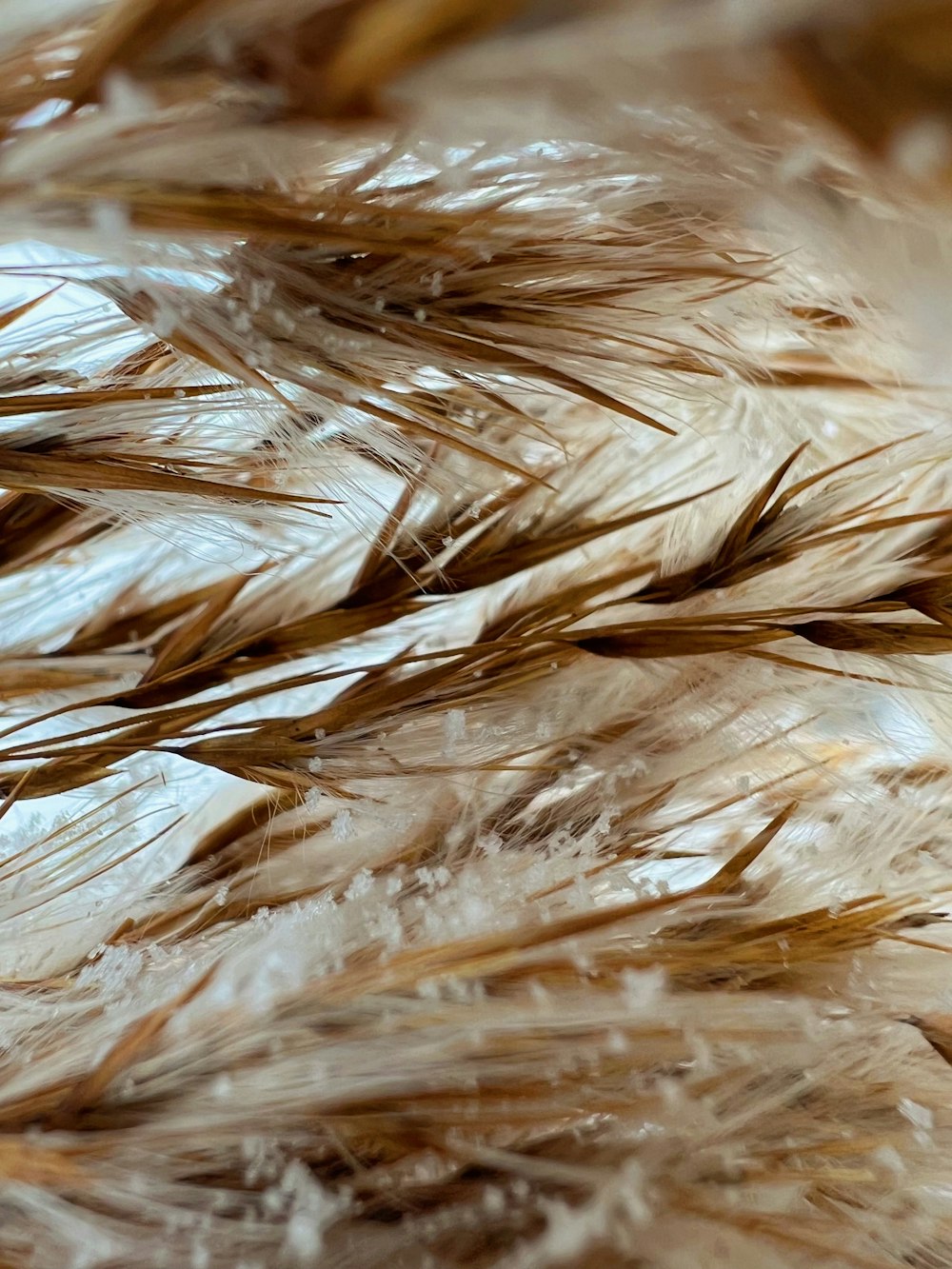 a close up of a bunch of dry grass