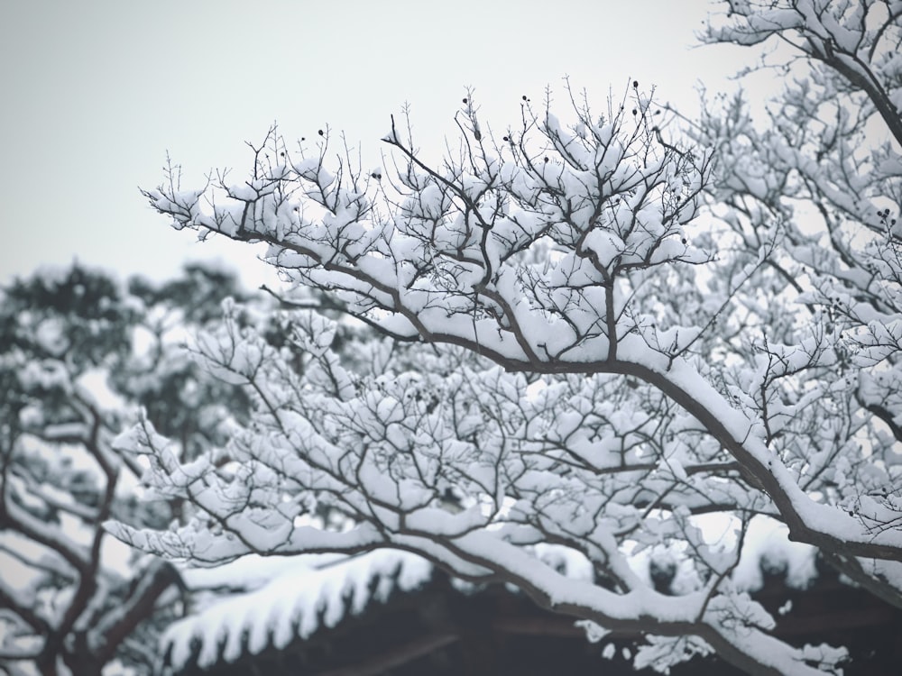 a tree covered in snow next to a forest