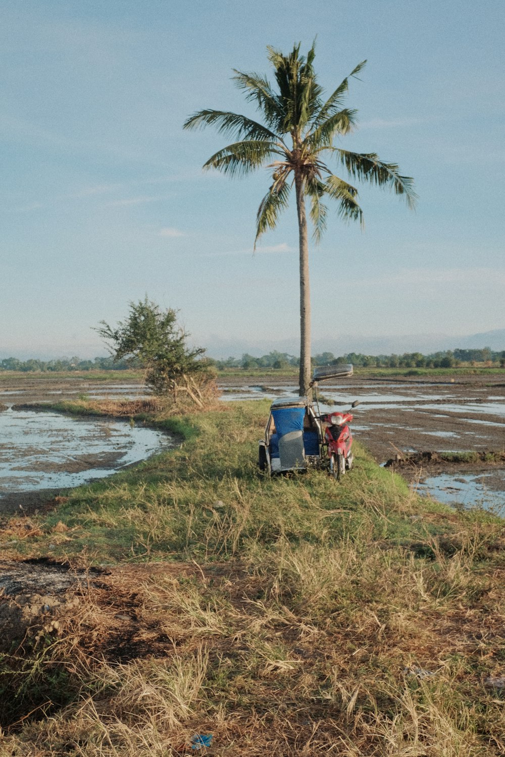 a couple of people standing next to a palm tree